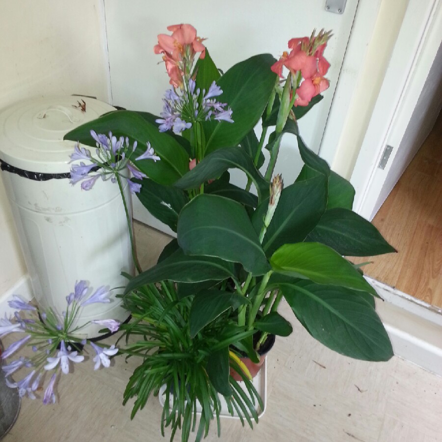 African Lily