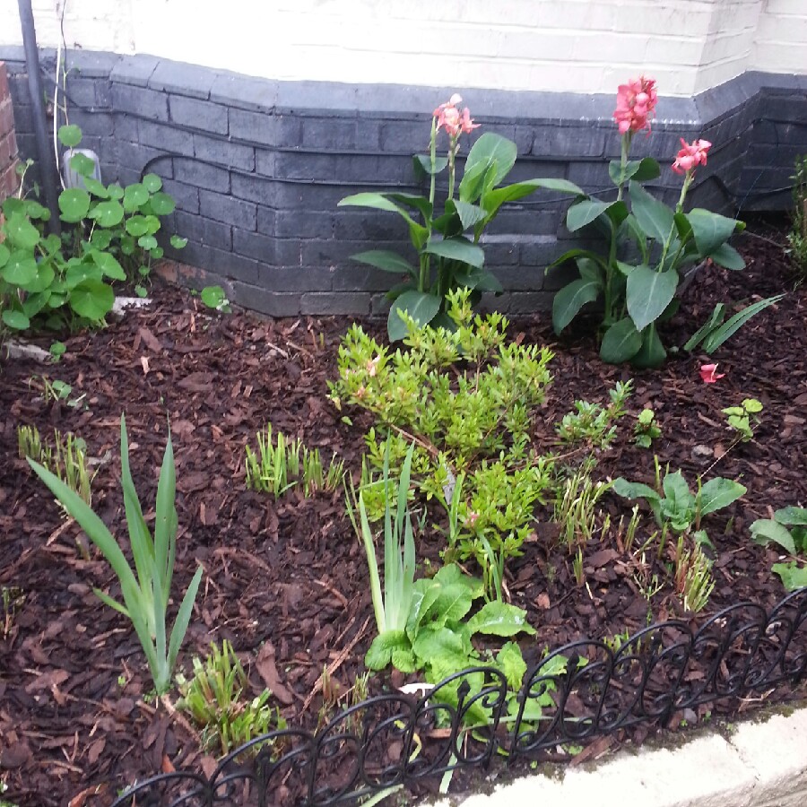Bez's garden