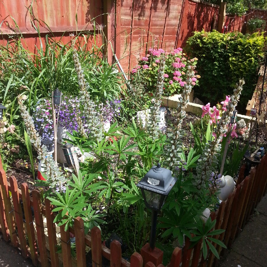 Bez's garden