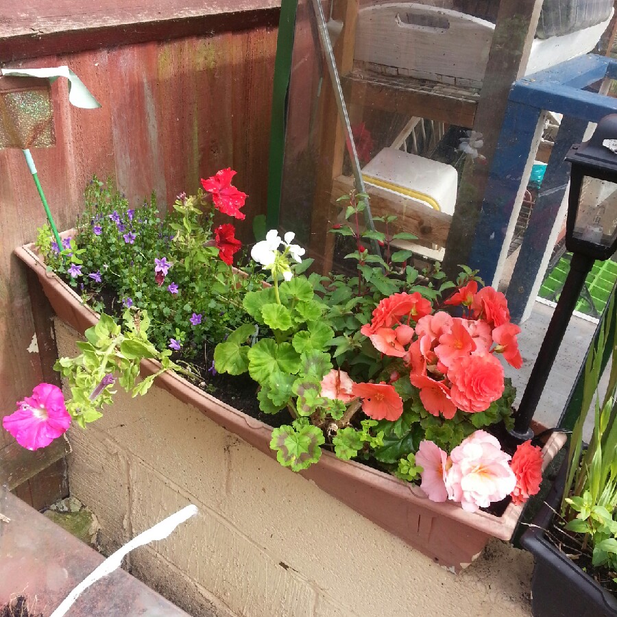 Bez's garden