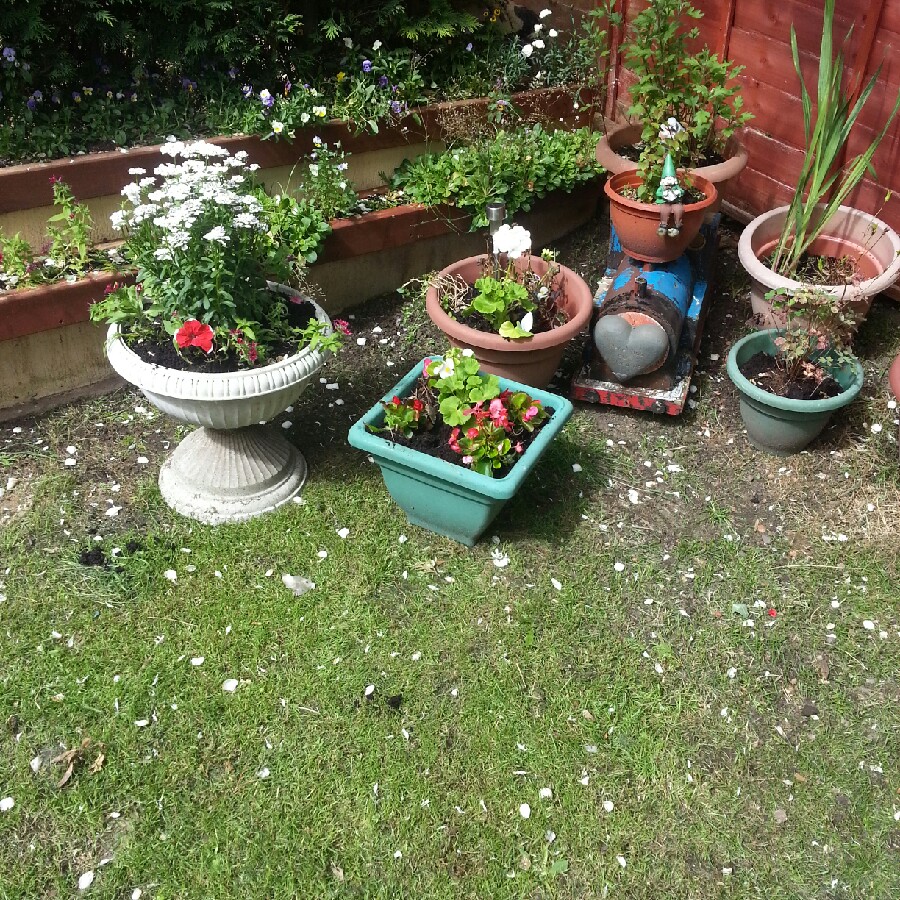 Bez's garden