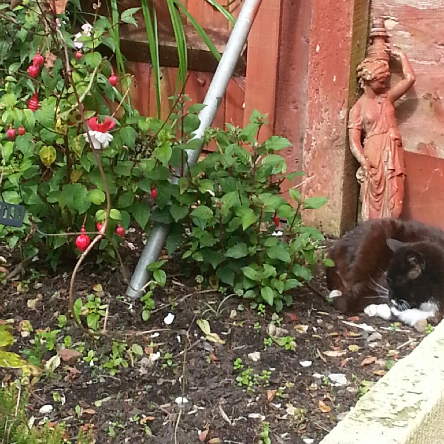 Bez's garden