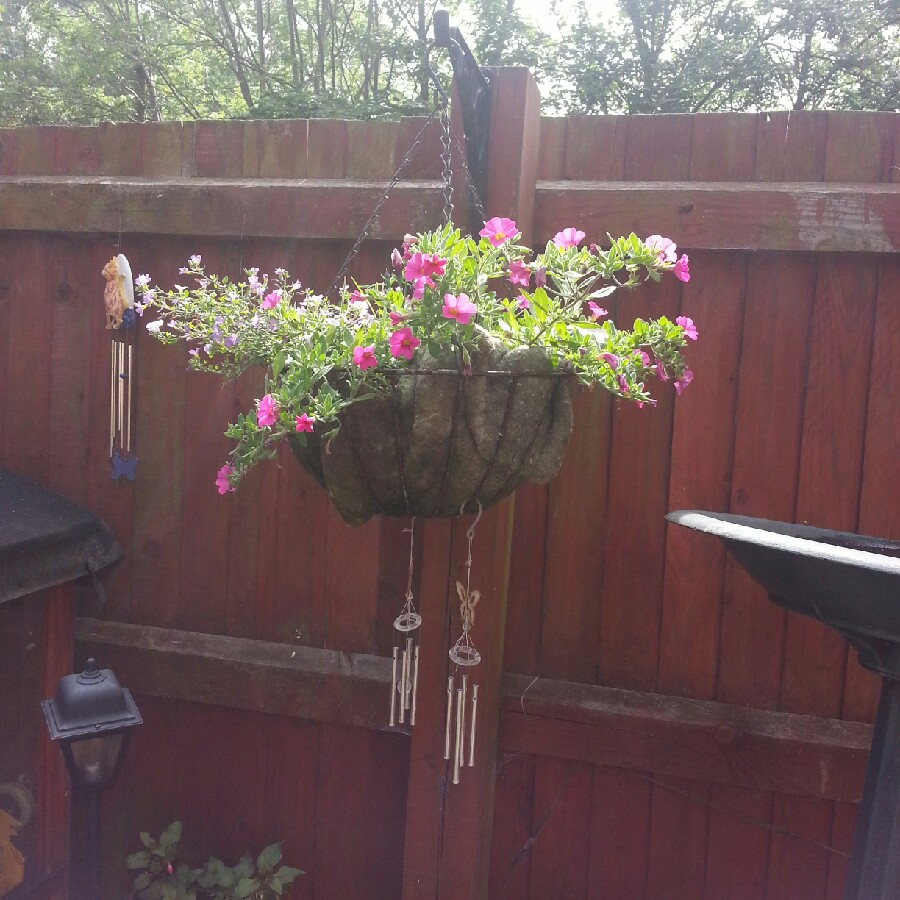 Bez's garden