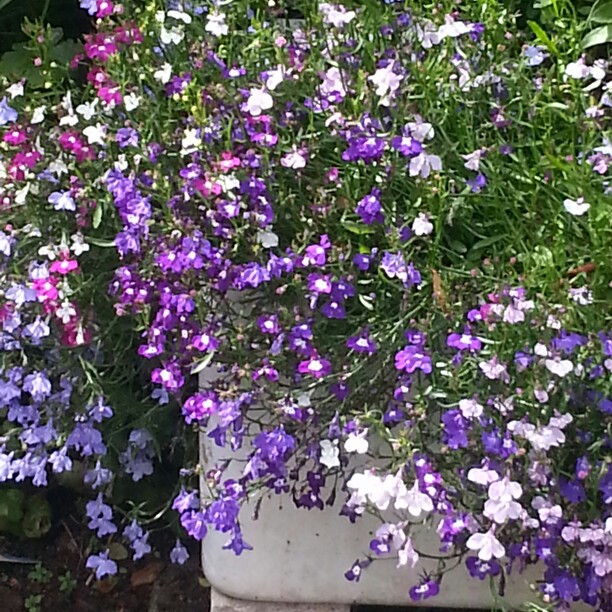 Bez's garden
