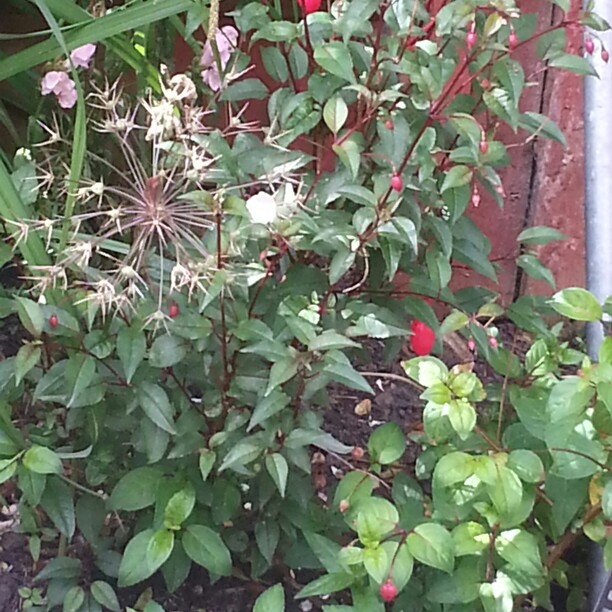 Bez's garden