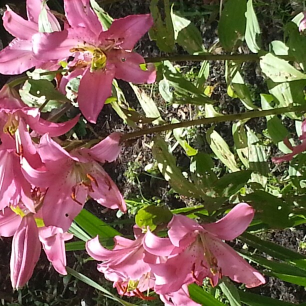 Bez's garden
