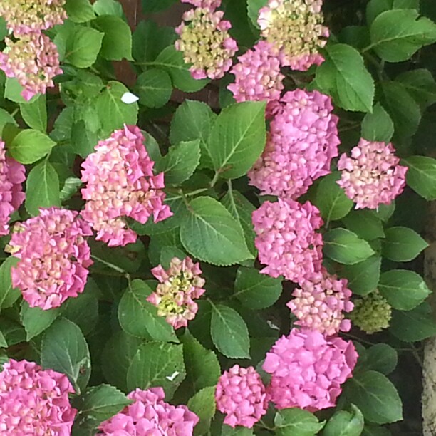 Bez's garden