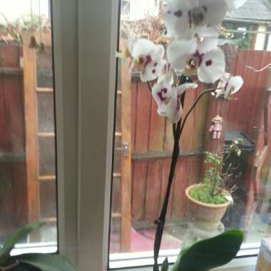 Moth Orchid