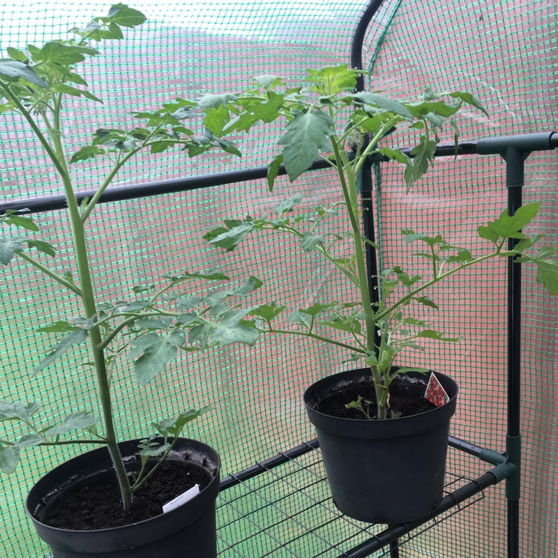 Tomato