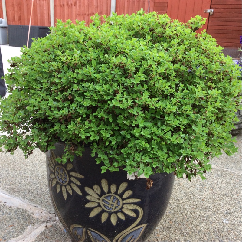 Plant image Pittosporum
