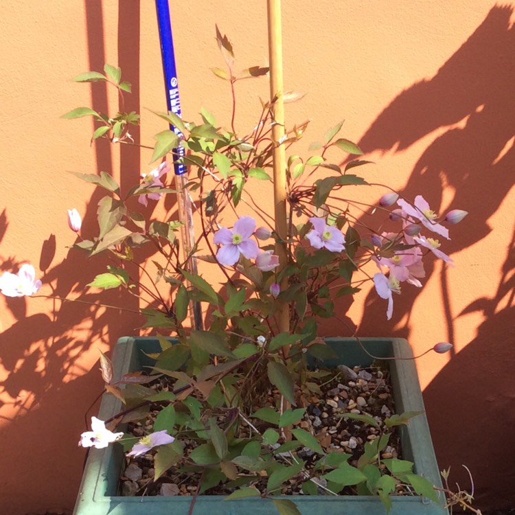 plant image 482198
