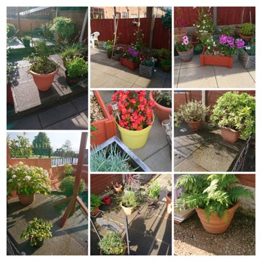 Caz's garden