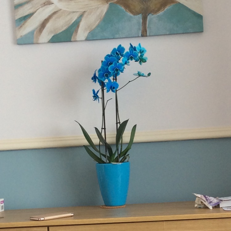 Plant image Phalaenopsis 'Blue mystique'