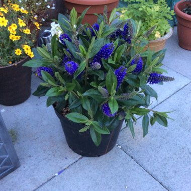 Shrubby Veronica 'Mrs Winder'