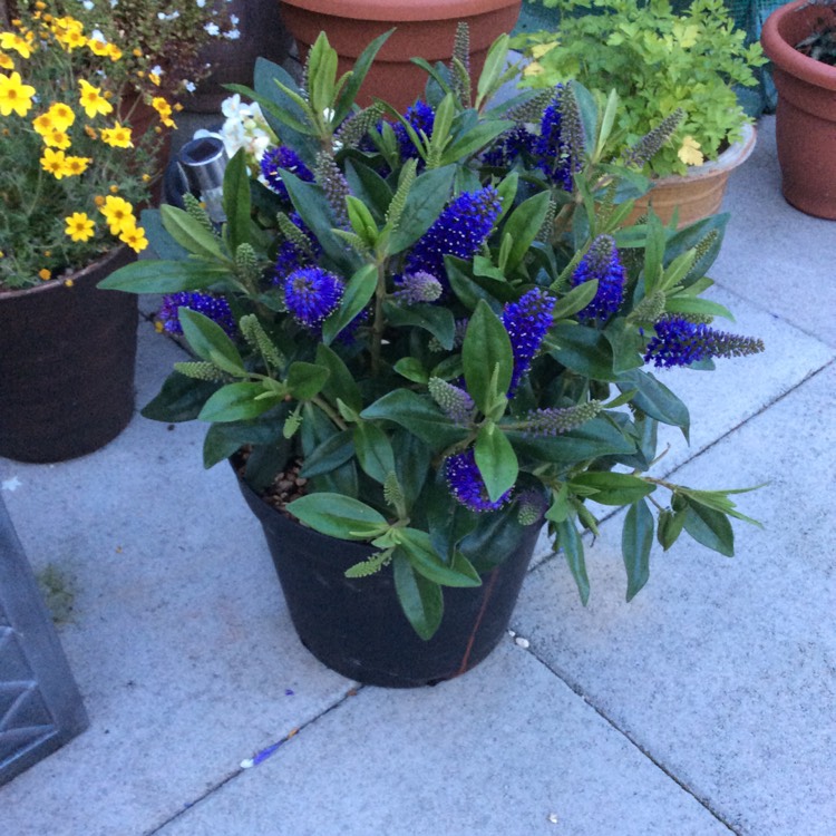 plant image 530394