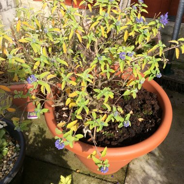 Bluebeard 'Heavenly Blue'