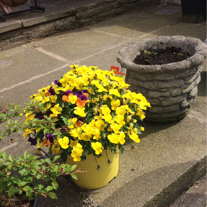 plant image 65326