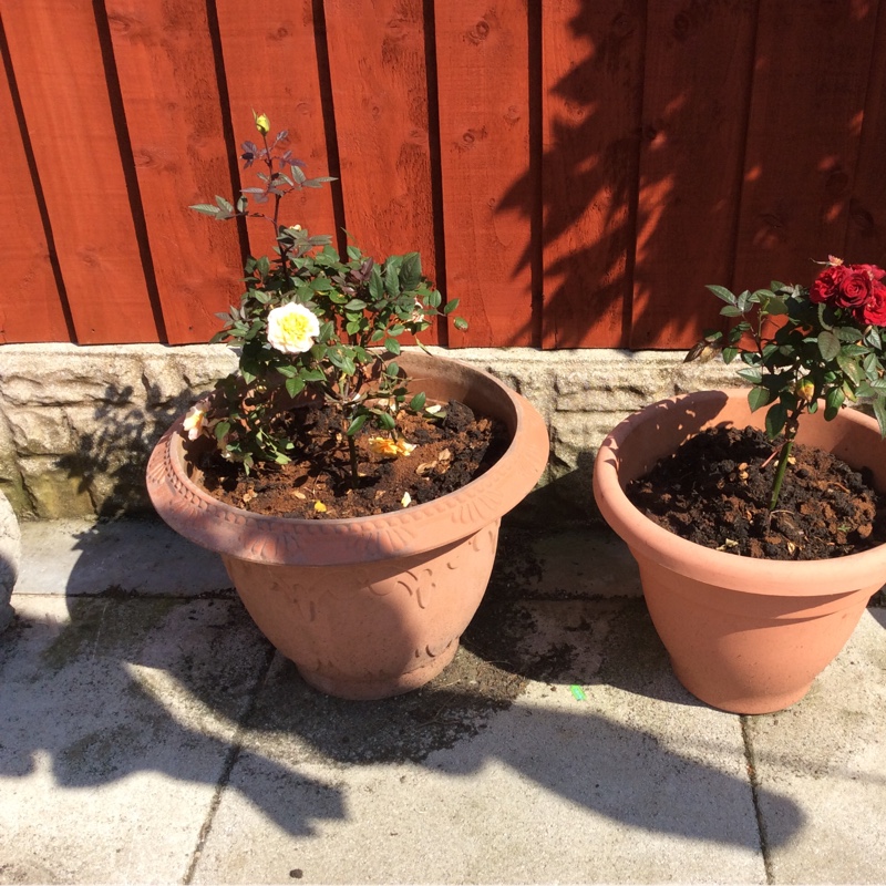 Caz's garden
