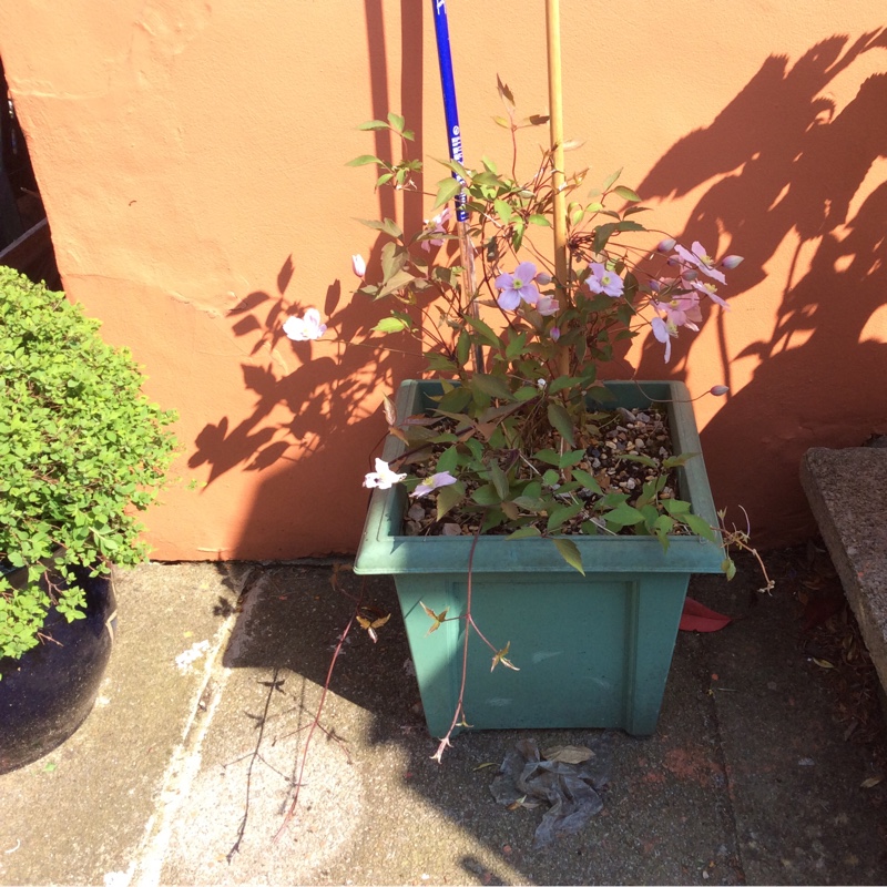 Caz's garden