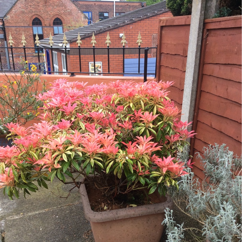 Caz's garden