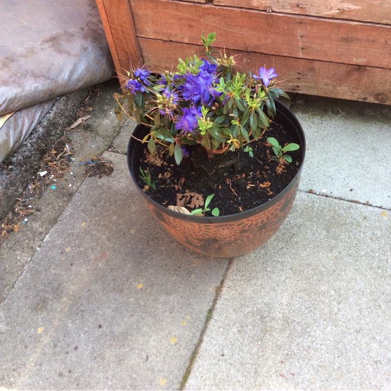 Caz's garden
