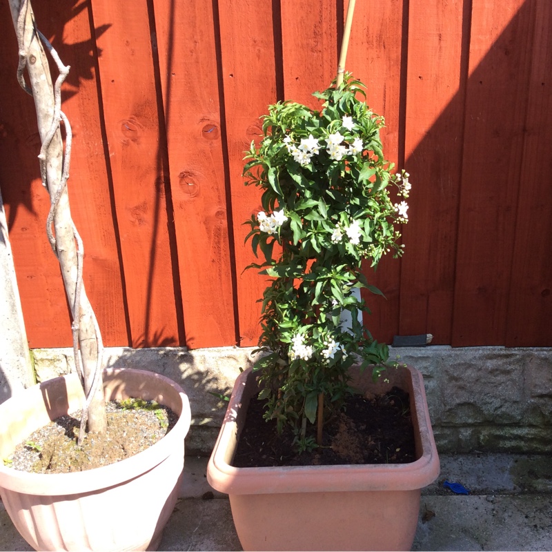 Caz's garden