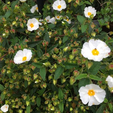 Carol's garden