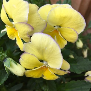 Carol's garden