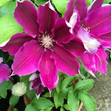 Clematis