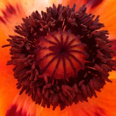 Poppy