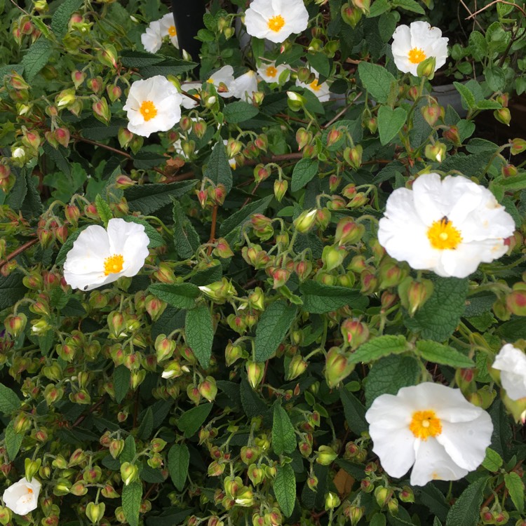 plant image 412354