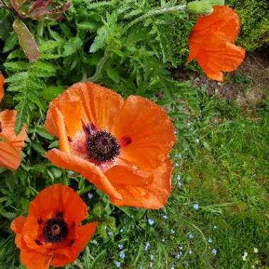 Carol's garden