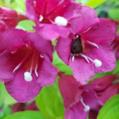 Weigela 'Jeans Gold'