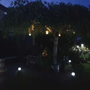 Carol's garden