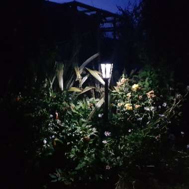 Carol's garden