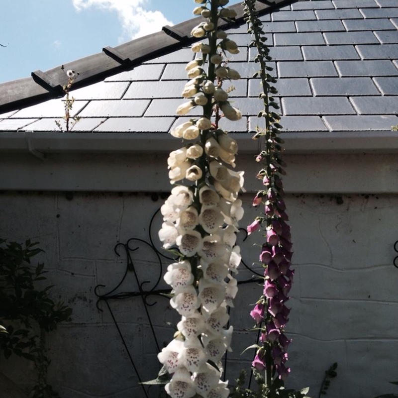 Foxglove