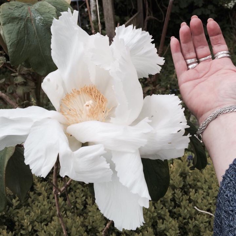 Plant image Paeonia lactiflora 'Krinkled White'
