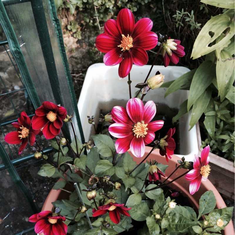 Dahlia