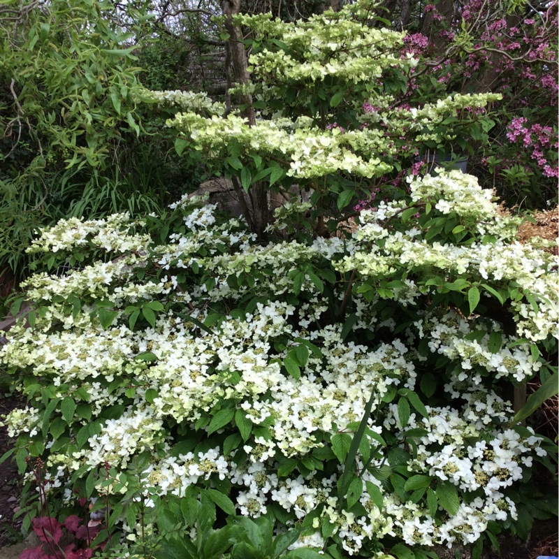 Japanese Snowball 'Mariesii'