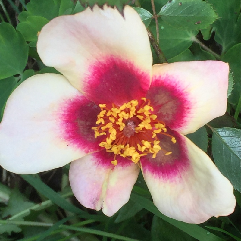 Rose 'For Your Eyes Only' (Shrub)