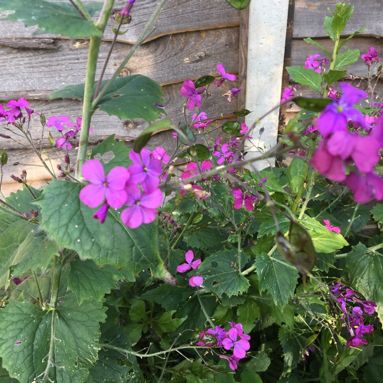 plant image 1027315