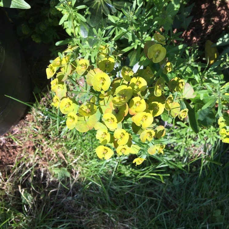 plant image 1027320