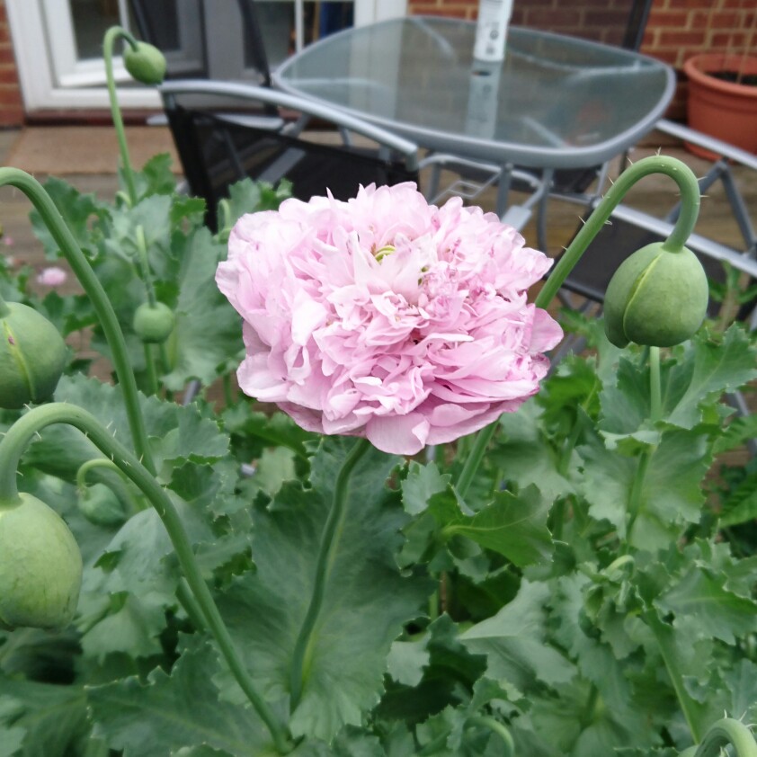 Plant image Papaver somniferum 'Double Lilac'