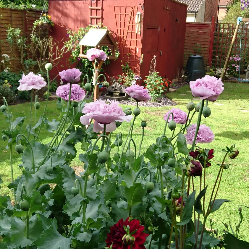 plant image 161157