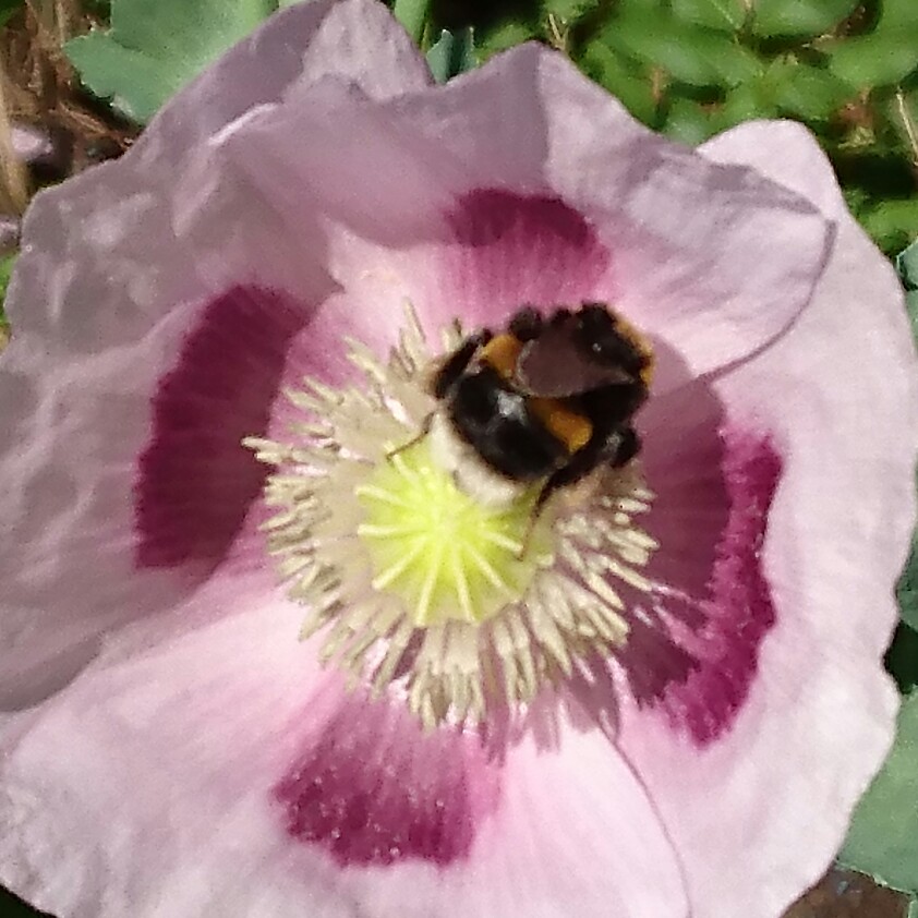 Caroline's garden