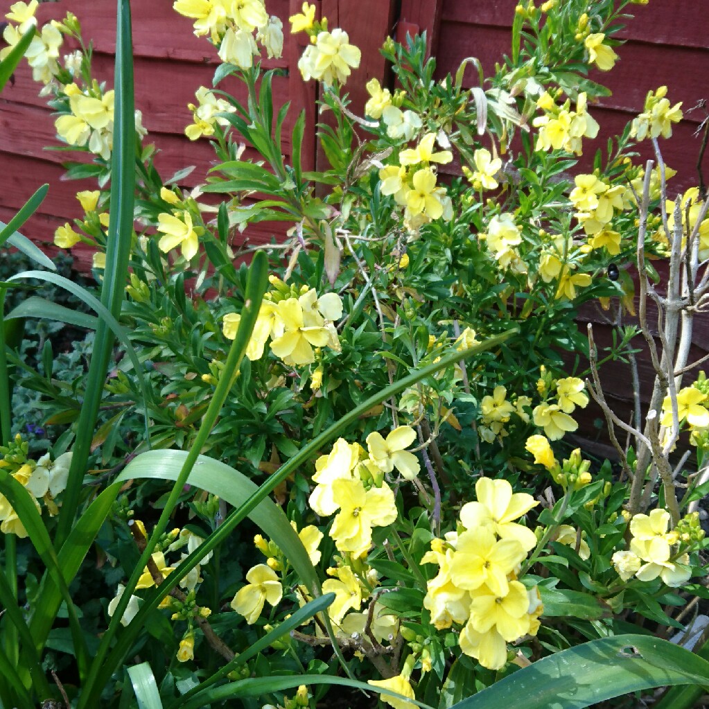 Erysimum