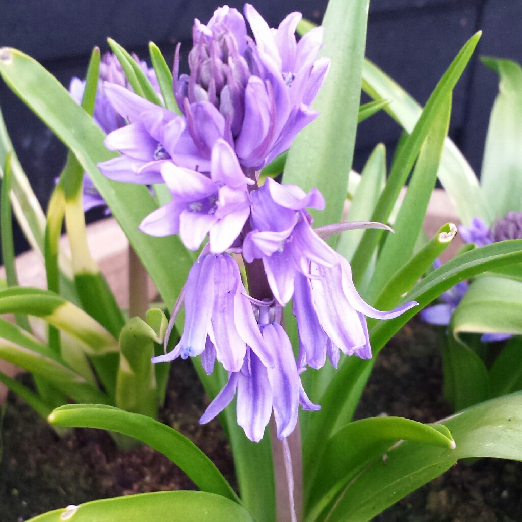 Plant image Hyacinthoides hispanica 'Danube'