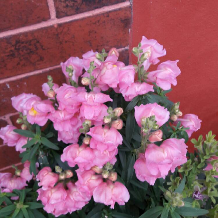 Plant image Antirrhinum majus 'Peaches And Cream'