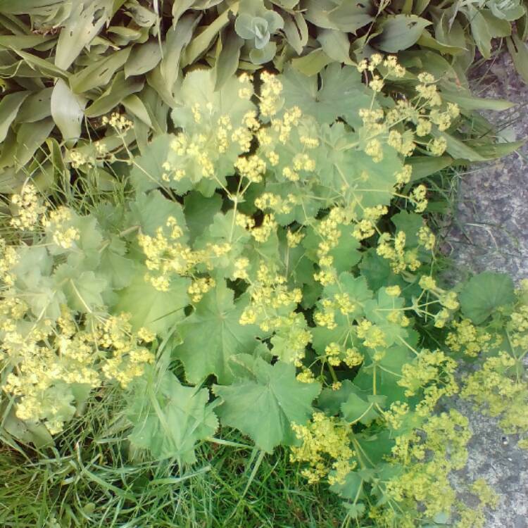 plant image 462566