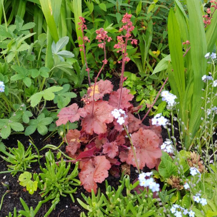 Plant image Heuchera 'Cherry Cola'